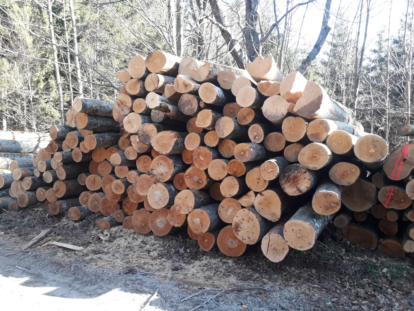 Rundholz für die Brennholzproduktion