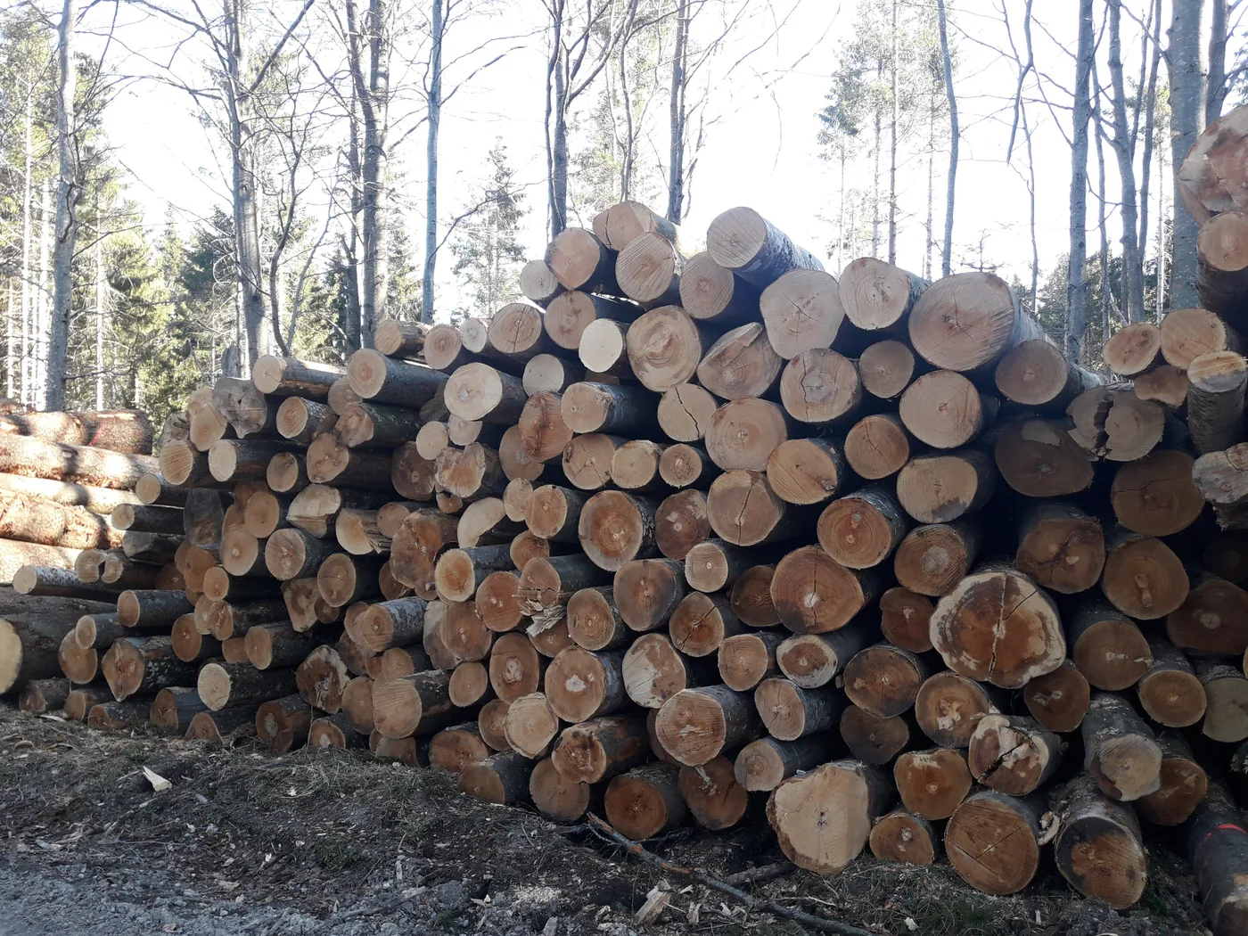 Rundholz für die Brennholzproduktion